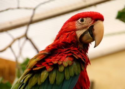 Close-up of parrot perching on branch