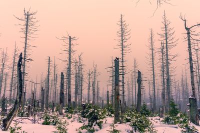 Pine trees in forest during winter - new green trees in the harz mountains 