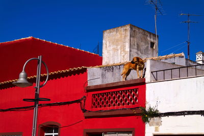 Low angle view of building against sky with a dog on a red rooftop in portugal 