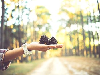 Cropped hand of woman holding pine cones against trees in forest