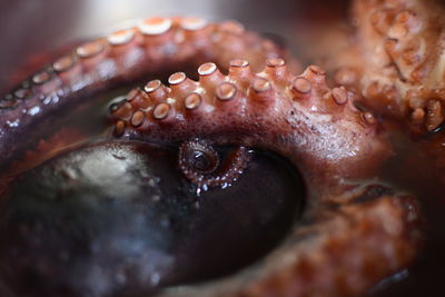 Close-up of fish in water