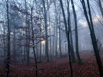 Trees in forest during winter