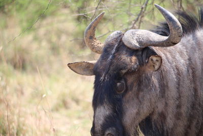 Close-up of a horse