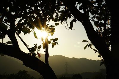 Silhouette trees against sky during sunset