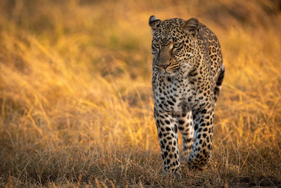 Leopard walking in golden grass at dawn