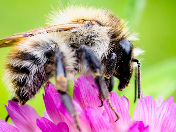 Close-up of bee pollinating on flower