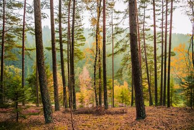 Pine trees in forest
