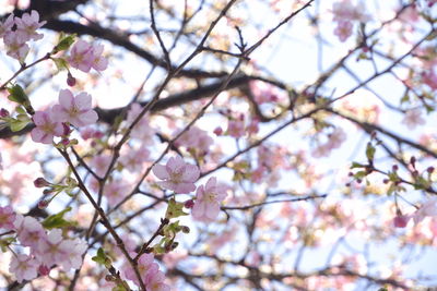 Close-up japan cherry blossom pink flower sakura branch nature background