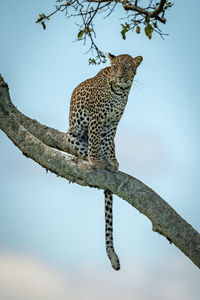 Leopard on tree trunk