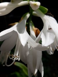 Close-up of white flowering plants