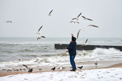 View of seagulls on beach