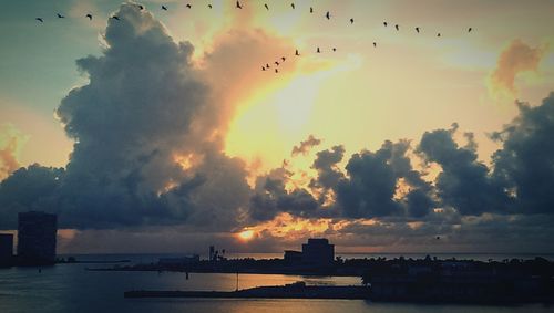 Bird flying over sea at sunset