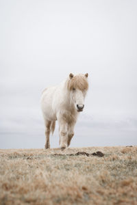 Horse standing on field against sky