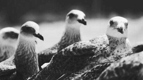 Close-up of birds perching outdoors