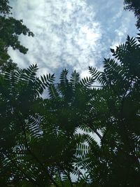 Low angle view of trees against sky