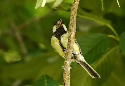 Close-up of great tit with bee in beak perching on a tree