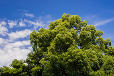 Low angle view of trees against blue sky
