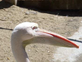 Close-up of bird