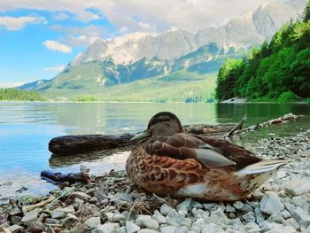 Ducks on lake shore