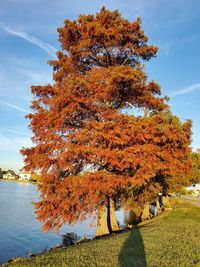 Tree by lake against sky during autumn