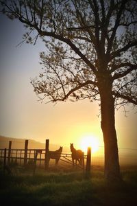 Silhouette tree on field against sky during sunset