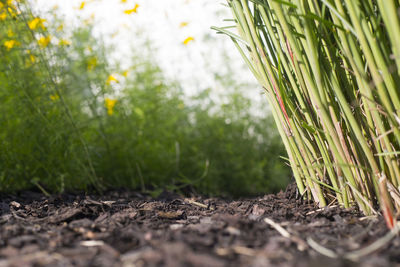 Close-up of fresh green plants in field