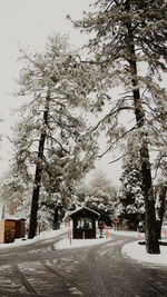 Road amidst trees against clear sky during winter