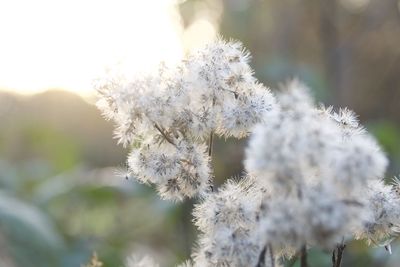 Close-up of white flowering plant