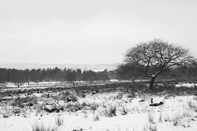 Trees on field against clear sky during winter