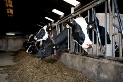 Cows in a shed