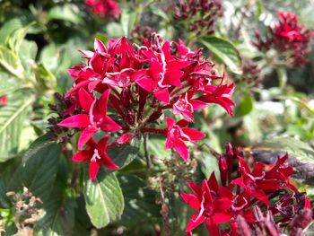 Close-up of red flowering plant