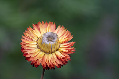 Close up of an orange colored strawflower in bloom