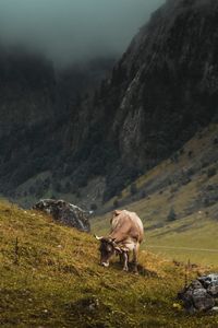 Horse grazing in a field