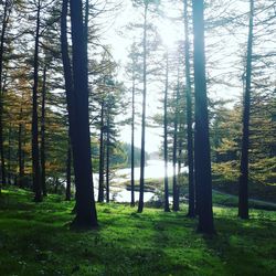 Trees in forest