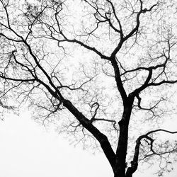 Low angle view of bare tree against sky