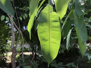 Close-up of green leaves on tree