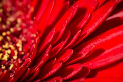 Close-up of red flower