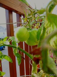 Close-up of fruit growing on tree