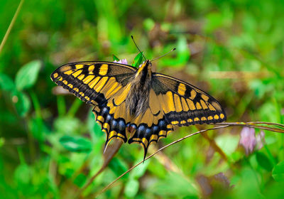 Close-up of butterfly pollinating flower