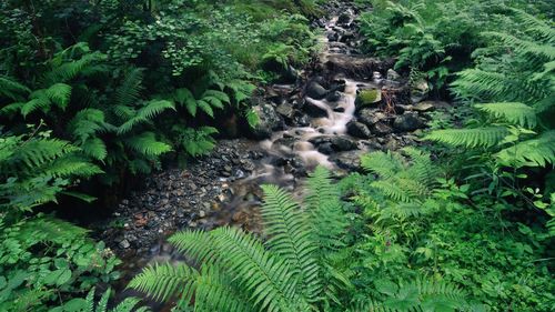 Stream flowing through forest