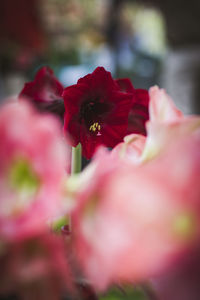 Close-up of red hibiscus flower