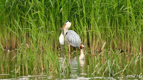 Bird on grass by water