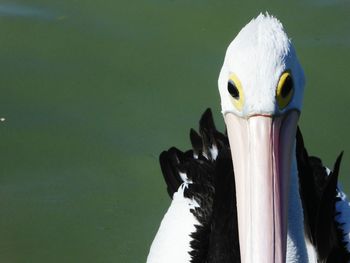 Close-up of pelican