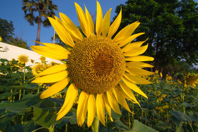 Close-up of sunflower on field