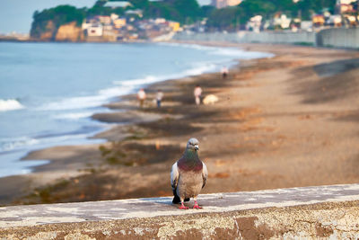 Close-up of bird perching on beach in the morning