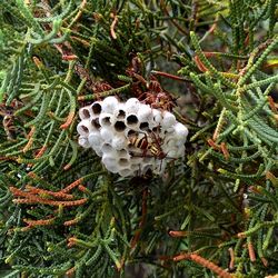 Plants growing on tree