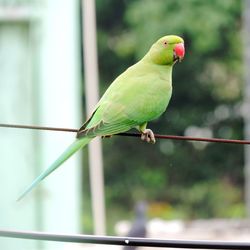 Close-up of parrot perching on wire