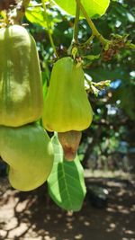 Close-up of fruit growing on tree