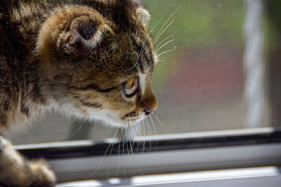 Close-up of a cat looking away