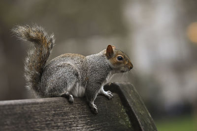 Close-up of squirrel